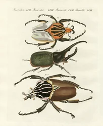 Grandi e rari coleotteri stranieri