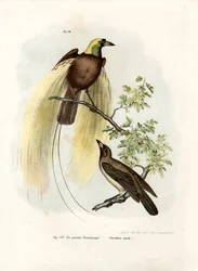 Grande uccello del paradiso, 1864