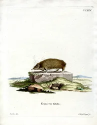 Tenrec Maggiore