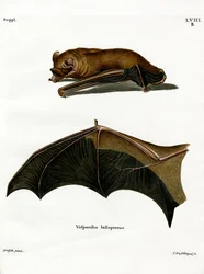 Pipistrello Notturno Maggiore