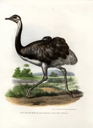 Nandù Maggiore, 1864