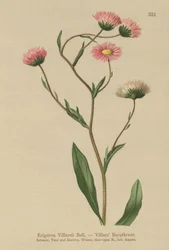 Erigeron greco