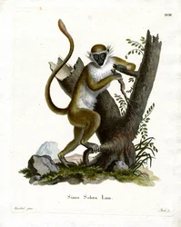 Scimmia Verde