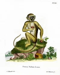 Scimmia verde