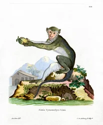 Scimmia Verde