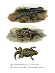 Iguana spinosa verde