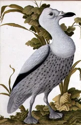 Oca grigia, c.1740