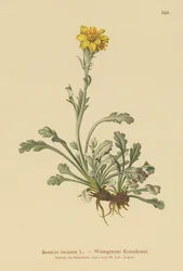 Senecio grigio