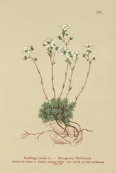 Sassifraga grigia (Saxifraga caesia)