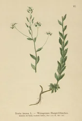 Draba grigia (Draba incana)