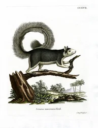 Scoiattolo gigante grigio