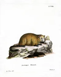 Marmotta