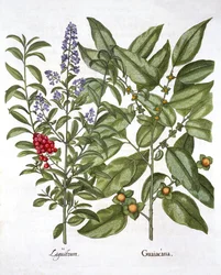 Guaiaco e ligustro cinese, da Hortus Eystettensis, di Basil Besler, pub. 1613