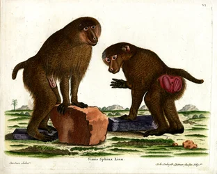 Babbuino della Guinea