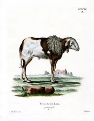 Pecora della Guinea