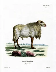 Pecora della Guinea