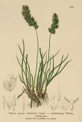 Erba capillare