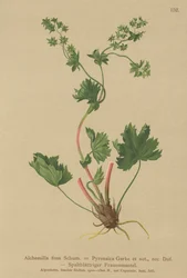 Mantello della signora glabro (Alchemilla fissa, Alchemilla pyrenaica)