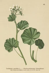 Cardamine pelosa (Cardamine asarifolia)