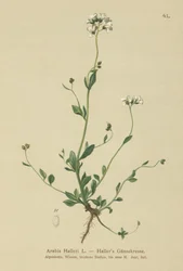 Arabetta di Haller (Arabis halleri)