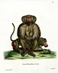 Babbuino dell
