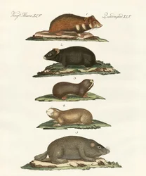 Criceti e arvicole