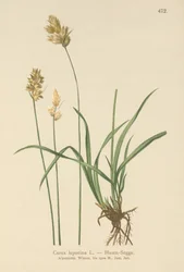Carex leporina