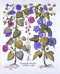 Campanula e convolvolo, da Hortus Eystettensis, di Basil Besler, pub. 1613