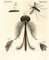 Insetti nocivi