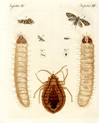 Insetti nocivi