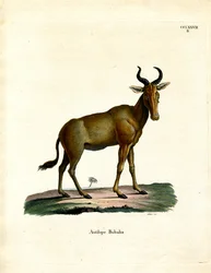 Alcelafino
