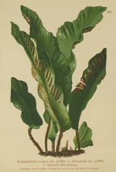 Felce di Hart