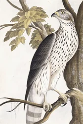 Falco, 1750-1800