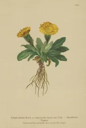 Crepis (Crepis jubata, Crepis rhaetica)