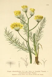 Crepis (Crepis chondrilloides)