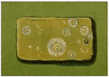 Livelli sani di batteri nell
