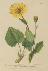 Doronicum a foglie cuoriformi
