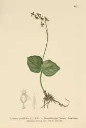 Listera cordata, Listera cordifolia, Neottia cordata
