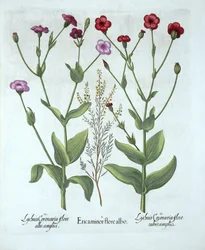 Erica e due tipi di lychnis, da Hortus Eystettensis, di Basil Besler, pub. 1613