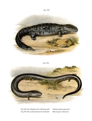 Salamandra gigante
