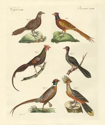 Uccelli simili a galline
