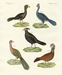 Uccelli simili a galline dei paesi caldi