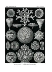 Esacoralli