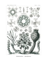 Esactinelle