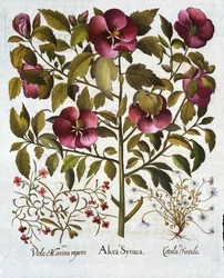 Hibiscus syriacus, Camomilla puzzolente, da Hortus Eystettensis, di Basil Besler, pub. 1613