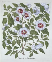 Hibiscus syriacus, da Hortus Eystettensis, di Basil Besler, pub. 1613