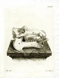 Teschio di Ippopotamo