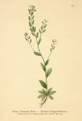 Draba Thomasii