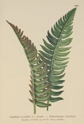 Aspidium Lonchitis
