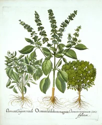 Basilico sacro e altre due varietà di basilico, da "Hortus Eystettensis", di Basil Besler